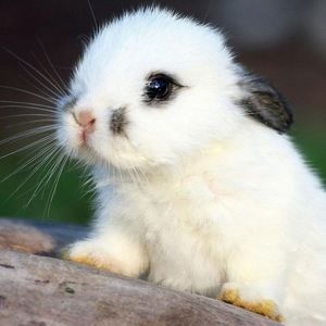 Meet your Posher, Scarlett